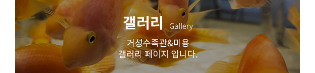 갤러리